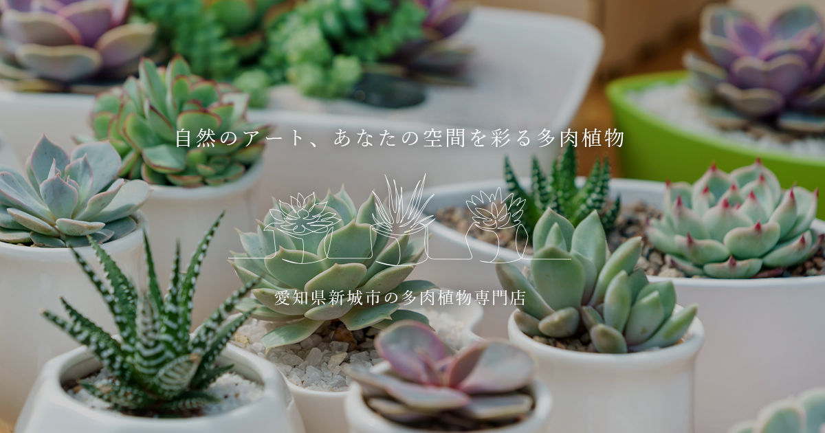 SUCCULENTピース｜愛知県新城市豊島の多肉植物専門店