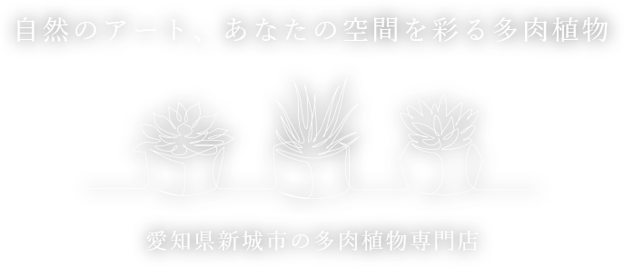 自然のアート、あなたの空間を彩る多肉植物